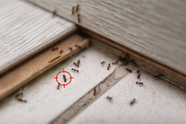 Best Residential Pest Control  in Medford, NY