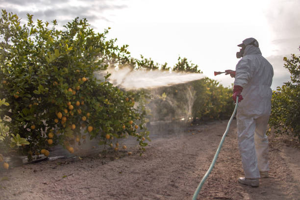 Reliable Medford, NY Pest Control Solutions